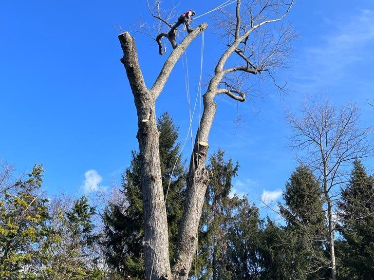 kG & Alex tree service