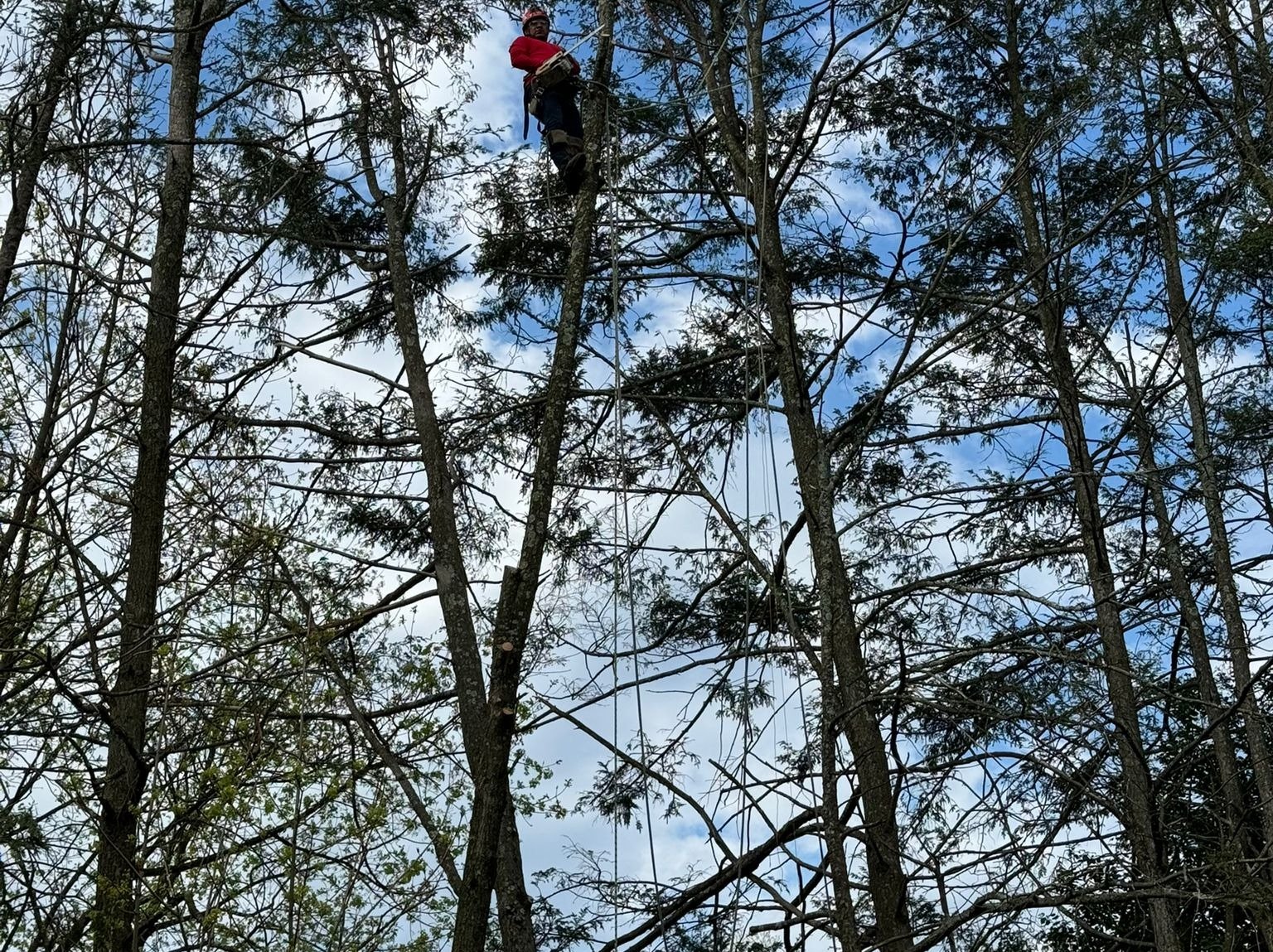 kG & Alex tree service