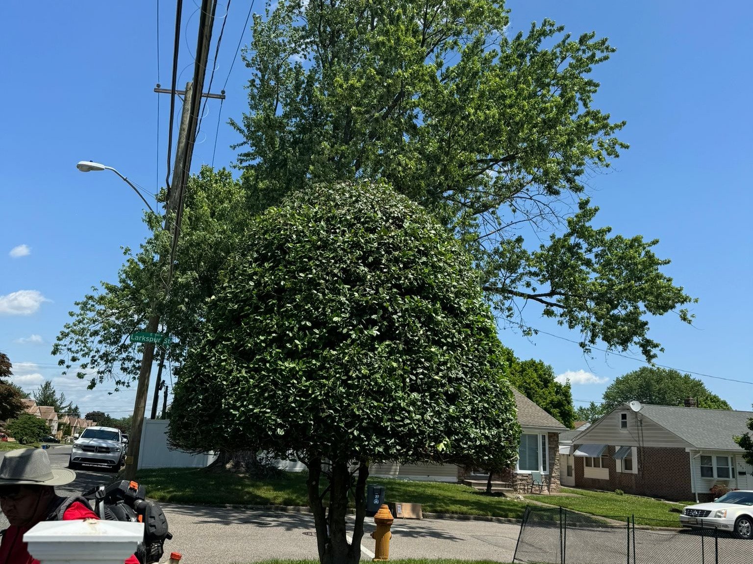 kG & Alex tree service